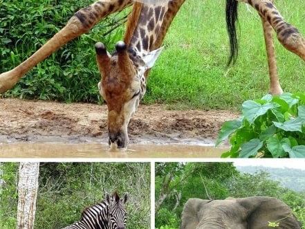 RK Suite Hotel Luanda — Quissama National Park (2)